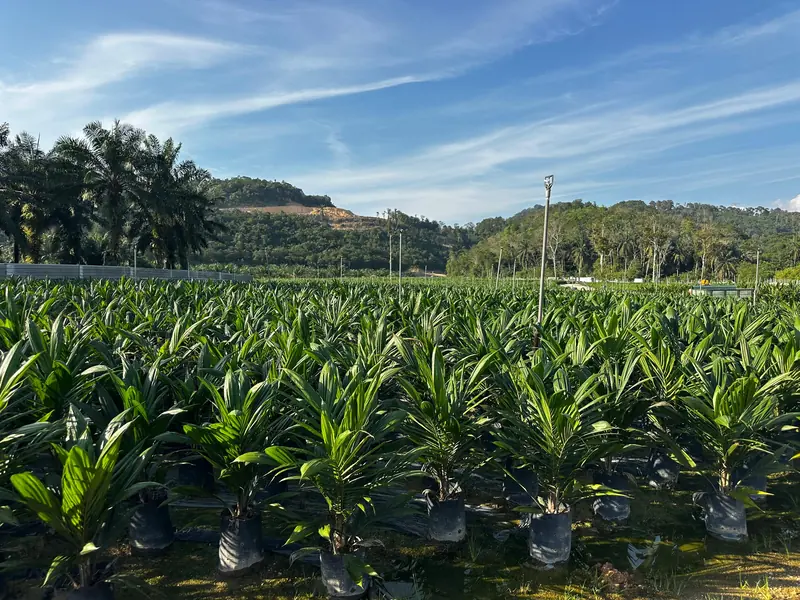 Semaian utama anak sawit dengan latar bukit dan tiang pemercik — main nursery below the hills