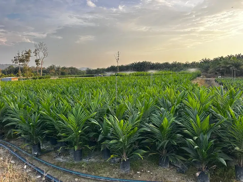Pemercik menyiram anak sawit dalam polibag waktu senja — sprinklers watering oil palm seedlings at golden hour