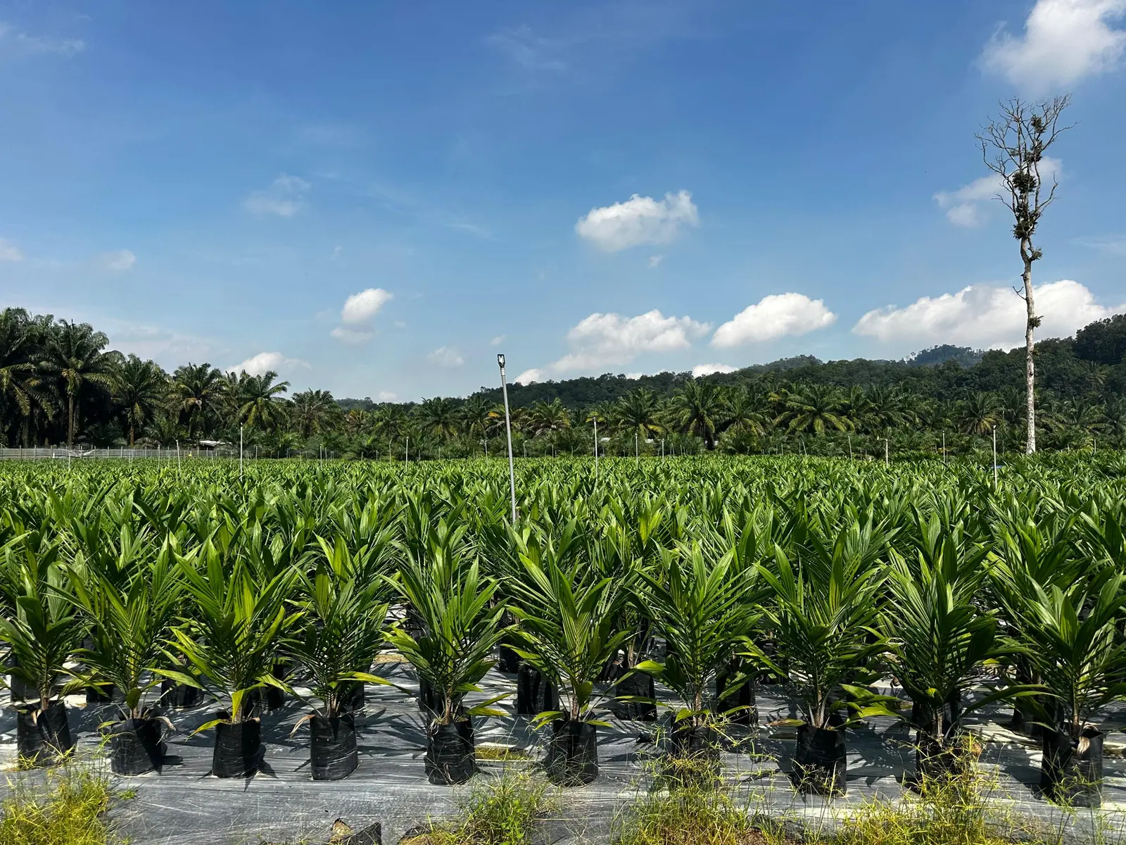 Anak sawit DxP dalam polibag di tapak semaian Chong Jin, Seberang Perai Selatan, Pulau Pinang — oil palm seedlings in polybags at an MPOB-licensed nursery in Penang