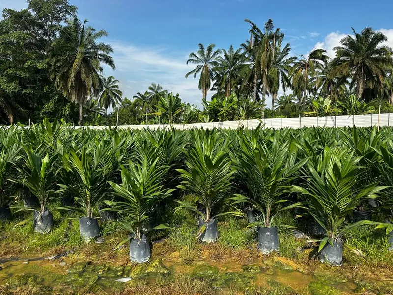 Anak sawit dalam polibag bertanda untuk pemeriksaan kualiti — marked polybag oil palm seedlings for quality checks