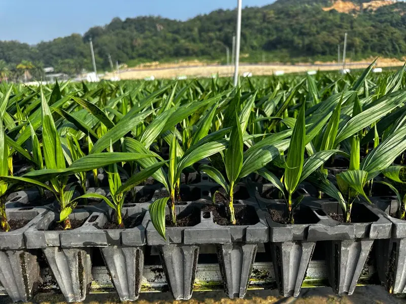 Anak sawit 3–4 bulan dalam dulang pra-semaian — 3–4-month oil palm seedlings in pre-nursery trays