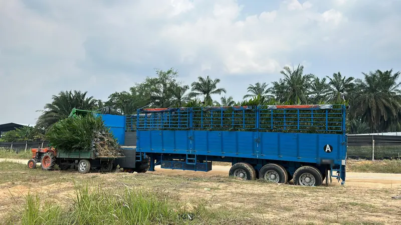 Traktor membawa anak sawit untuk dimuat ke lori — tractor bringing oil palm seedlings to the lorry for loading