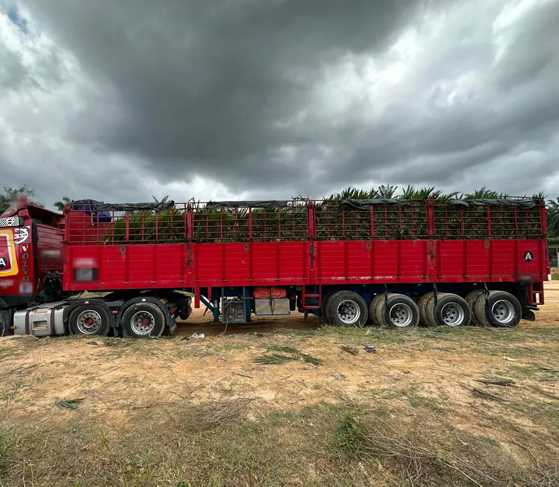 Treler penuh anak sawit sedia dihantar — trailer loaded with oil palm seedlings for delivery